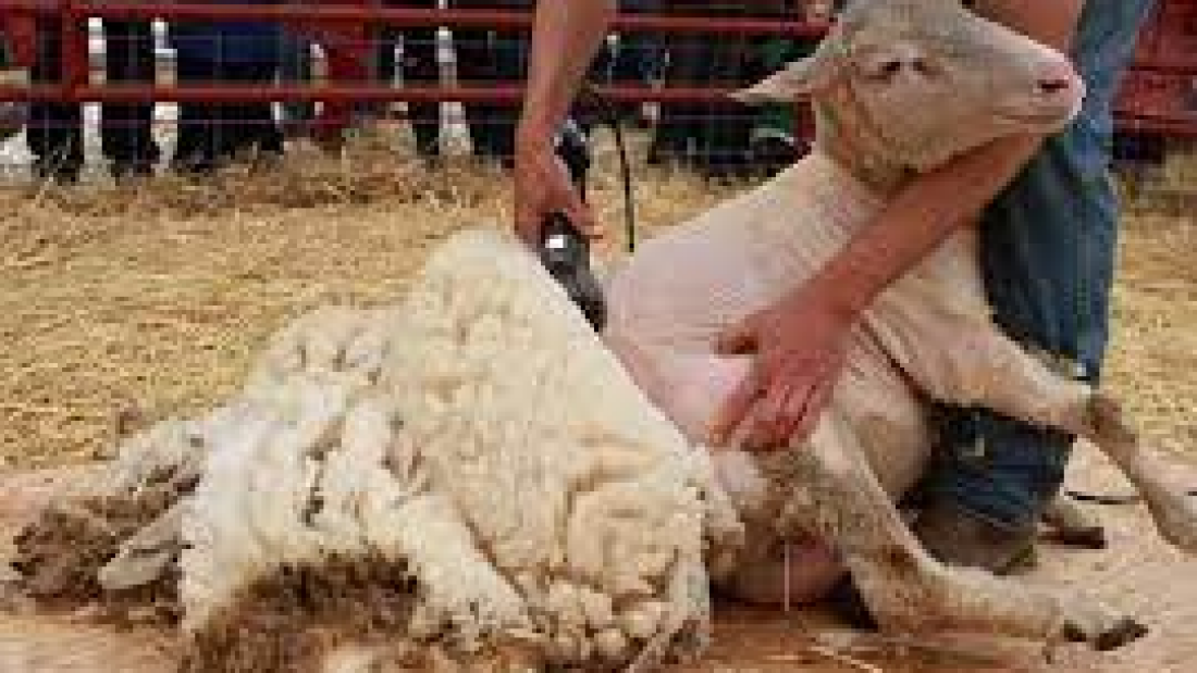 How to shear a sheep2